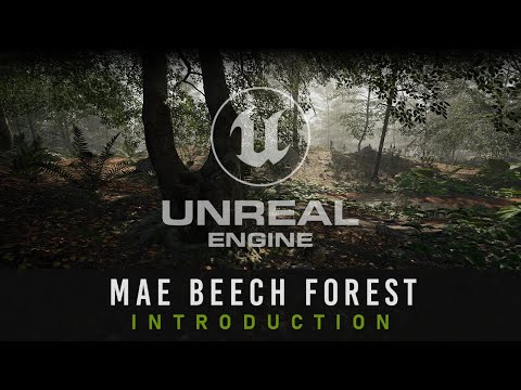 MAE Beech Forest | Unreal Engine